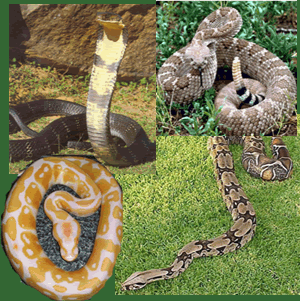 different snake species